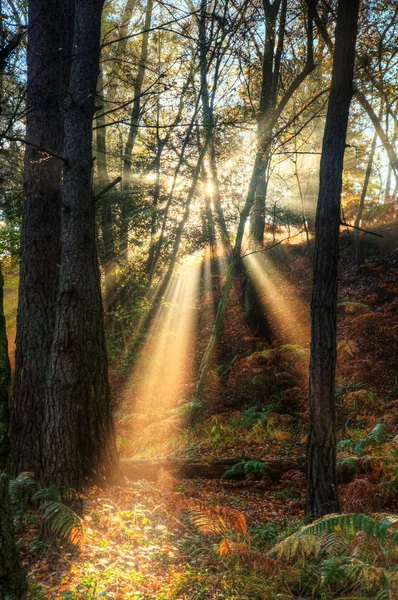 Sisli puslu sonbahar orman manzara şafak aracılığıyla güneş ışınları — Stok fotoğraf