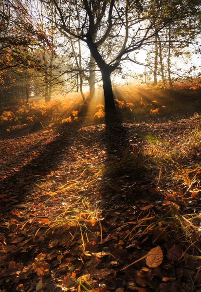 Raios de sol através nevoeiro nebuloso paisagem floresta Outono ao amanhecer — Fotografia de Stock