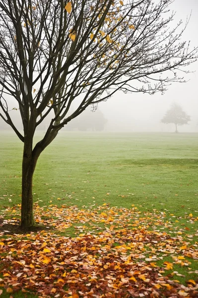 Mlha zamlžený podzimní Lesní krajina za svítání — Stock fotografie