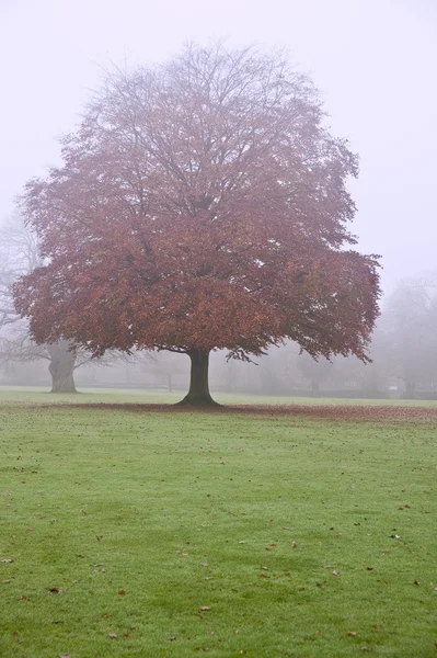 Ködös Ködös őszi erdős táj Hajnal — Stock Fotó