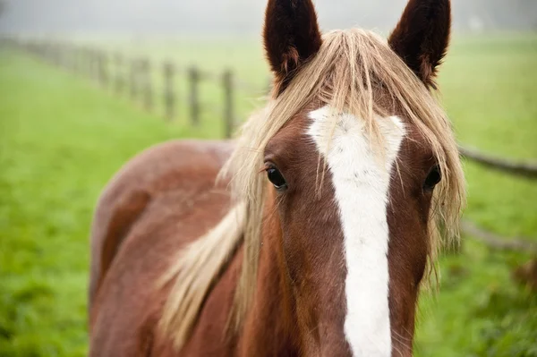 Resumen primer plano retrato de caballo en el campo de otoño — Foto de Stock
