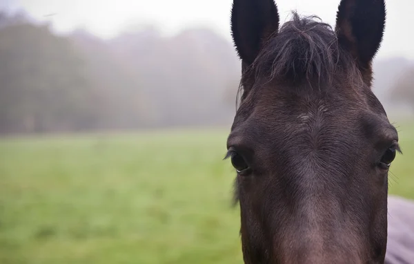 Resumen primer plano retrato de caballo en el campo de otoño —  Fotos de Stock