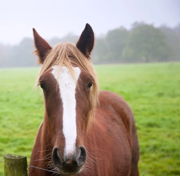 Schönes Porträt des Pferdes im nebligen Feld — Stockfoto
