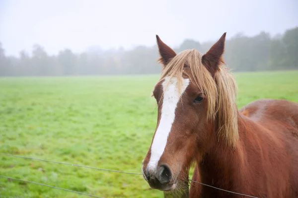 Bellissimo ritratto di cavallo in campo nebbioso — Foto Stock