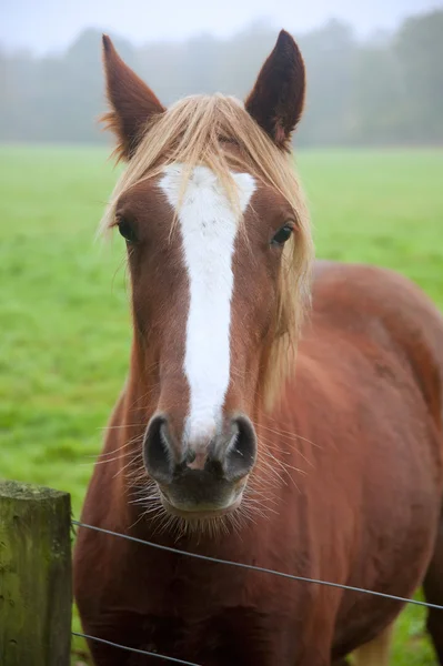 Güzel at sisli alanı içinde portresi — Stok fotoğraf