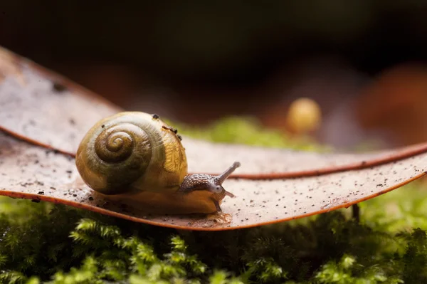 Stunning macro of common garden snail on fallen leaf — Stock Photo, Image