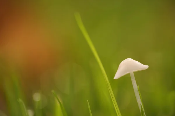 Mělká hloubka ostrosti na Muchomůrka houby s jasně backgro — Stock fotografie