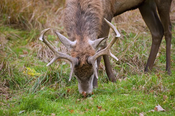 Close up of red deer stag with eight point antlers — Stock Photo, Image