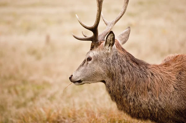 Portret van majestueuze rode herten hert in het najaar van vallen — Stockfoto