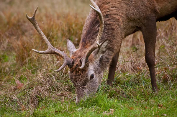 Close up of red deer stag with eight pooint antlers — Stock Photo, Image