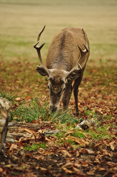 Frontal portrait of adult red deer stag in Autumn Fall — Stock Photo, Image