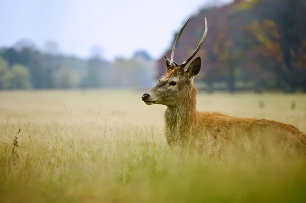 Портрет величного червоного оленя восени — стокове фото