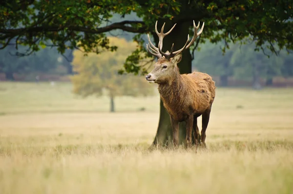 Портрет величественного красного оленя осенью — стоковое фото