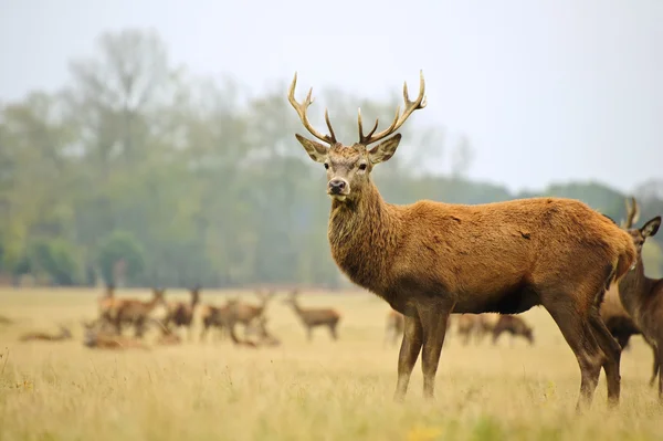 stock image Portrait of majestic red deer stag in Autumn Fall