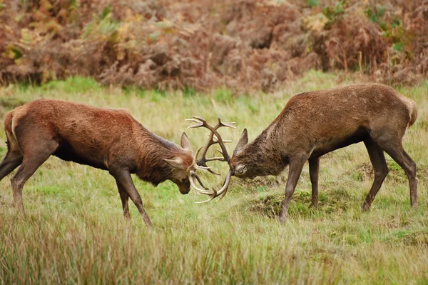 Ciervo rojo ciervos justas con astas en otoño Otoño bosque meado —  Fotos de Stock
