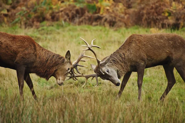 Червоні олені співають з рогами в осінньому лісі медо — стокове фото