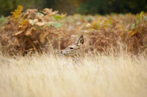 Bela imagem de veado vermelho fêmea faz na floresta Outono Outono — Fotografia de Stock