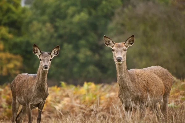 Hermosa imagen de ciervo rojo hembra hace en otoño bosque de otoño —  Fotos de Stock