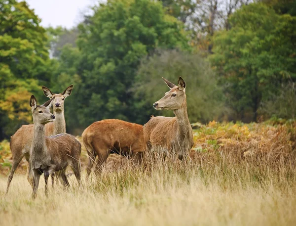 Hermosa imagen de ciervo rojo hembra hace en otoño bosque de otoño — Foto de Stock