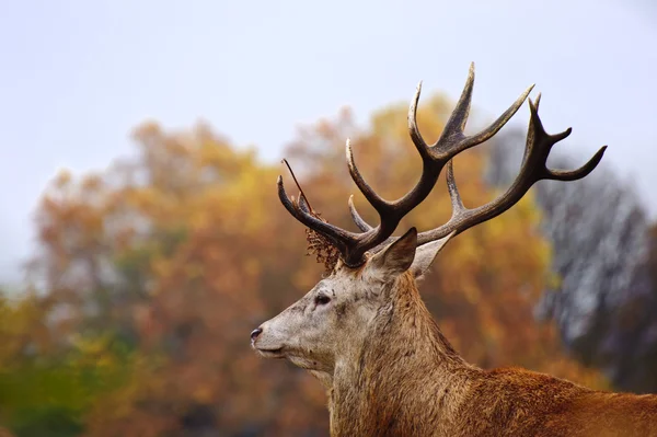 Retrato de majestuoso ciervo rojo en otoño — Foto de Stock