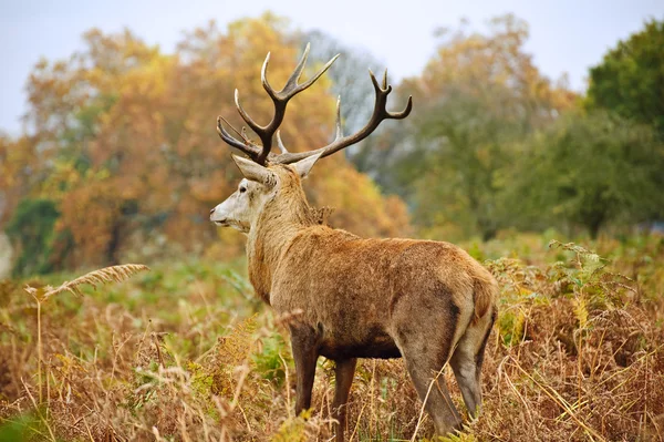 Portrait of majestic red deer stag in Autumn Fall — Stock Photo, Image