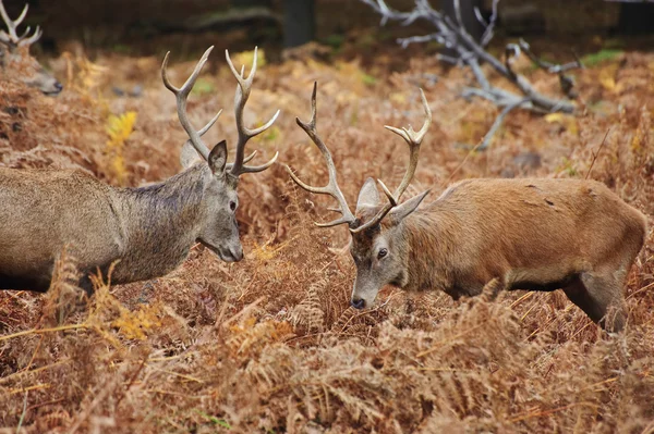 Jeleń jelenie potyczki z poroża jesienią wchodzą lasu meado — Zdjęcie stockowe