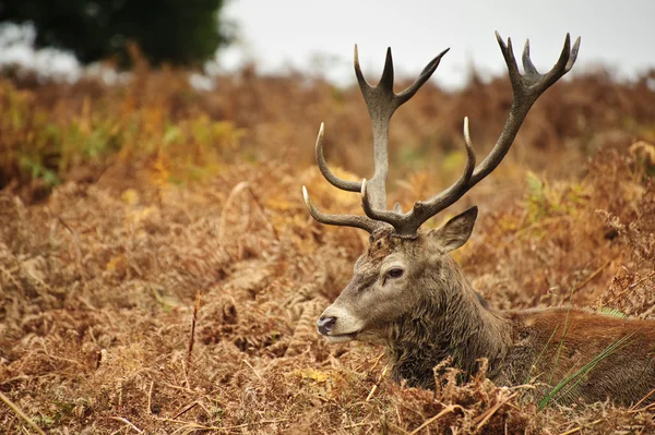 Portrét majestátní jeleni jelena na podzim podzim — Stock fotografie