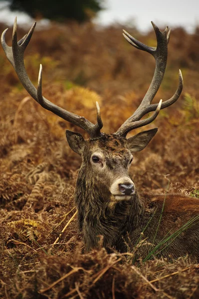 雄伟壮观的红鹿鹿在秋季的肖像秋天 — 图库照片