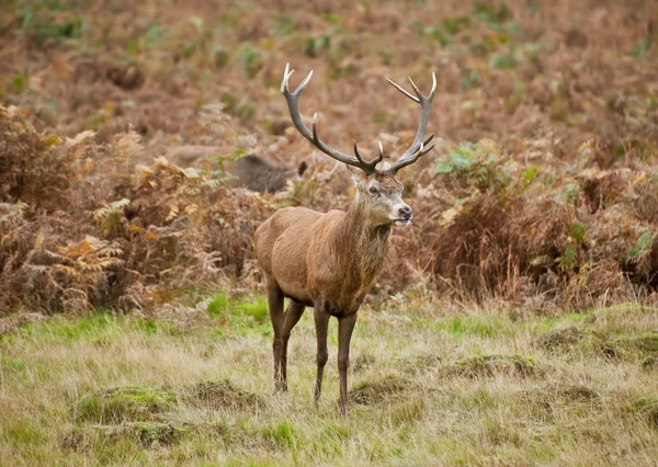 Portrait of majestic red deer stag in Autumn Fall Royalty Free Stock Photos