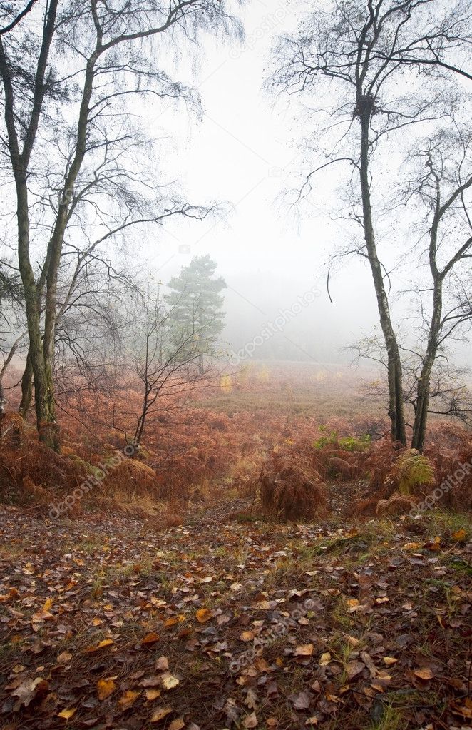 Foggy misty Autumn forest landscape at dawn