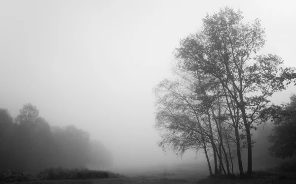 Nebbia nebbiosa paesaggio della foresta autunnale all'alba — Foto Stock