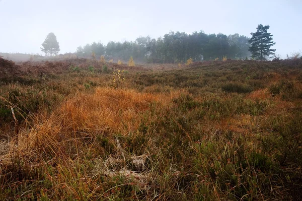 Dimmigt dimmig skog Höstlandskap i gryningen — Stockfoto