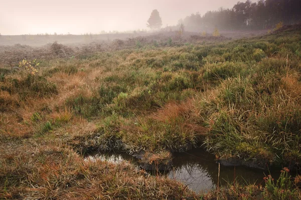 Ομίχλη ομιχλώδη φθινόπωρο δάσος τοπίο ξημερώματα — Φωτογραφία Αρχείου