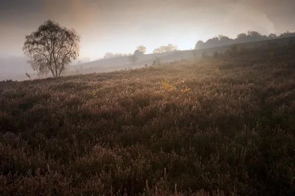 Ködös Ködös őszi erdős táj Hajnal — Stock Fotó