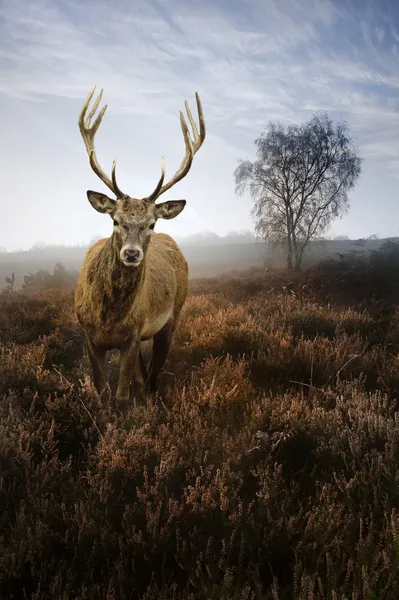 Mistige mistige herfst boslandschap bij dageraad met rode herten hert — Stockfoto