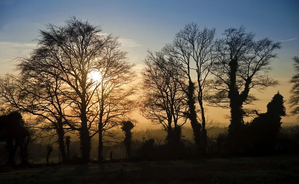 Ağaçların canlı sonbahar günbatımı karşı silüeti — Stok fotoğraf