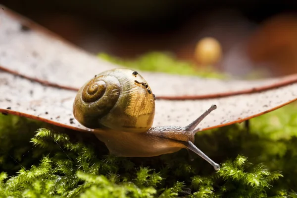 Common garden snail macro on Autumn leaf — Stock Photo, Image