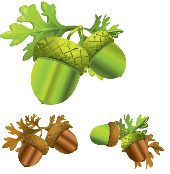 Illustration de maïs — Image vectorielle