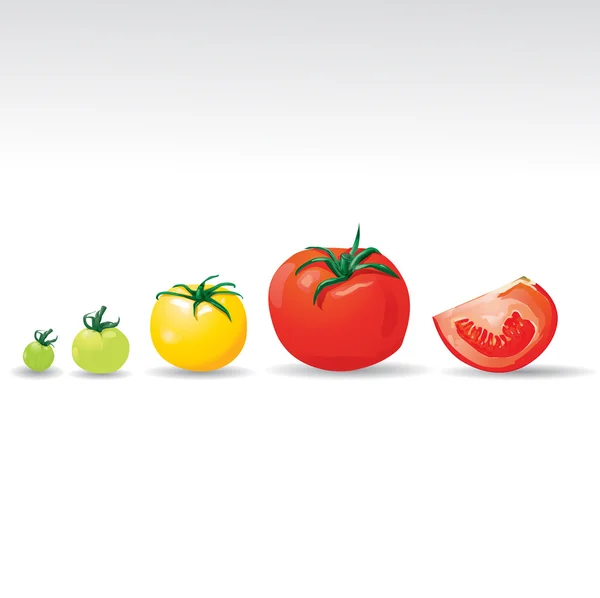 Growing tomatoes vector — Stock Vector