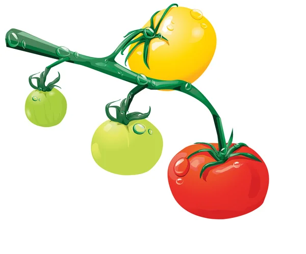 Växande tomater — Stock vektor