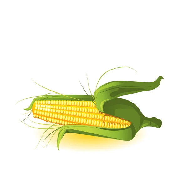 Espiga de milho em folhas ilustração vetorial — Vetor de Stock