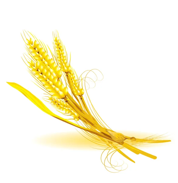 Pšenice — Stockový vektor
