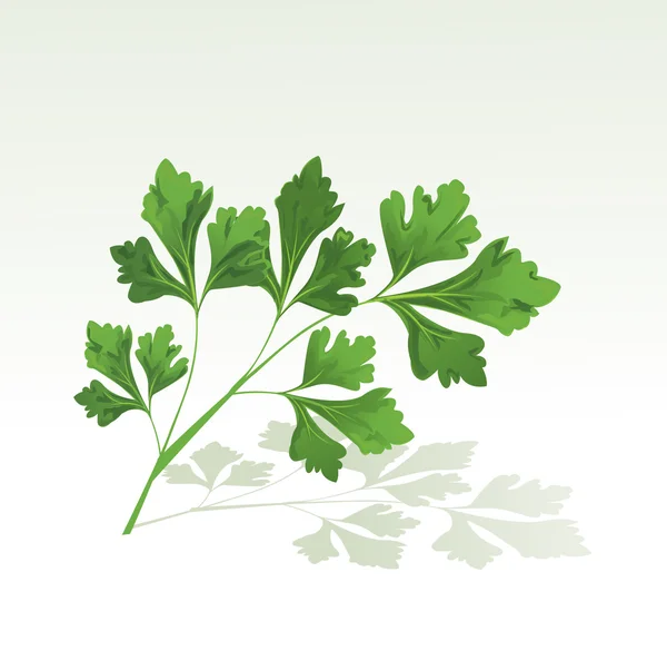 Branche de persil — Image vectorielle
