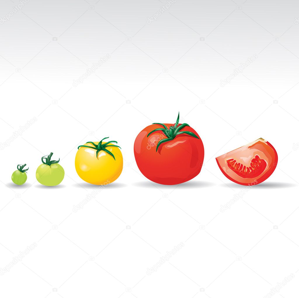 Growing tomatoes vector