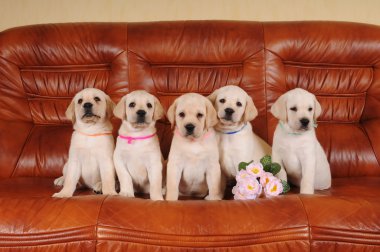 Five adorable labrador puppies clipart