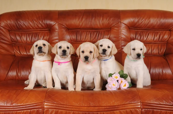 Cinco adorables cachorros labrador — Foto de Stock