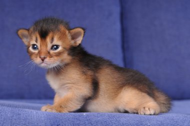 Little somali kitten portrait on blue sofa clipart