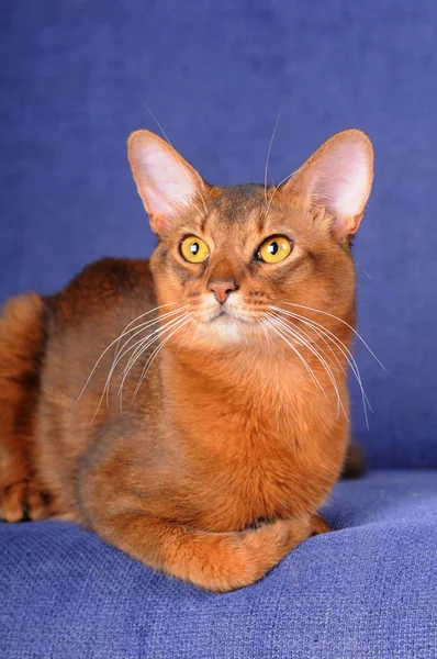 Red gatto somalo sdraiato sul divano — Foto Stock