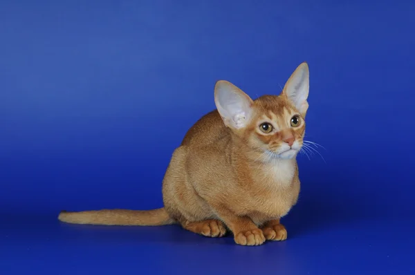 Zuring abyssinian kat op blauwe achtergrond — Stockfoto