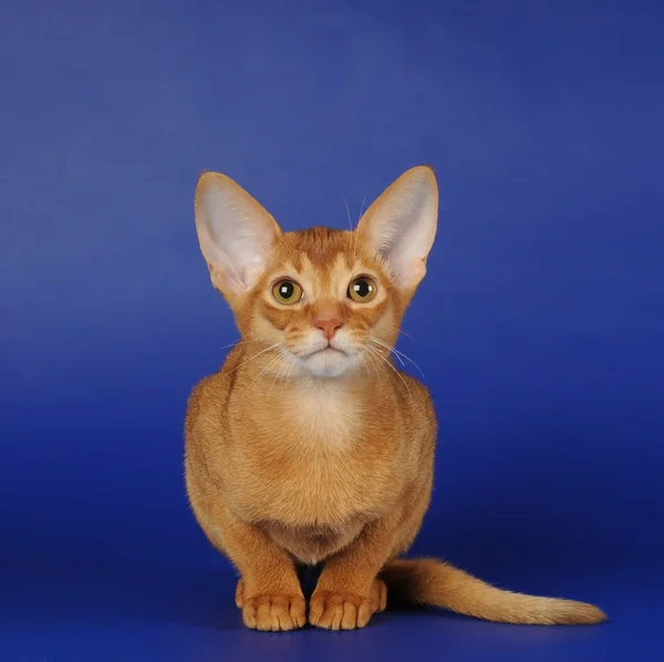 Красный абиссинский котенок сидит на синем фоне — стоковое фото